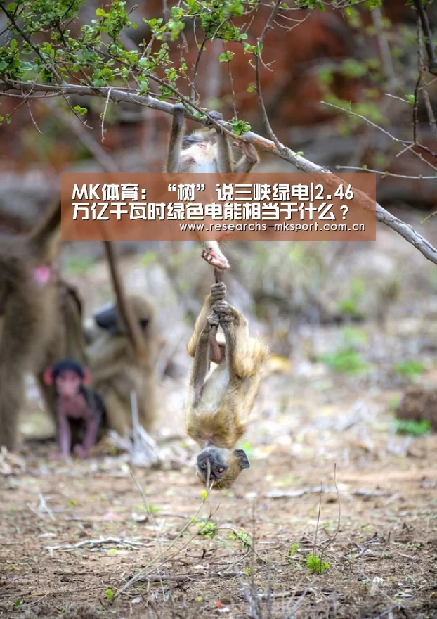 MK体育:“树”说三峡绿电|2.46万亿千瓦时绿色电能相当于什么?(图4) MK体育App官网入口