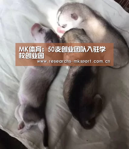 MK体育:50支创业团队入驻学校创业园(图3) MK体育App官网入口